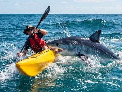 Terrore a Malibu: kayakista ricoverato dopo il doppio attacco di uno squalo mako
