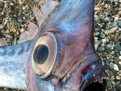 Straordinario spiaggiamento di un rarissimo Pesce liocorno (Lophotus lacepede) a Milazzo