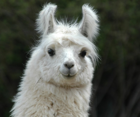 Contadino 64enne ucciso da un lama.