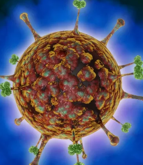 Langya, scoperto in Cina, un nuovo henipavirus: dobbiamo preoccuparci? 