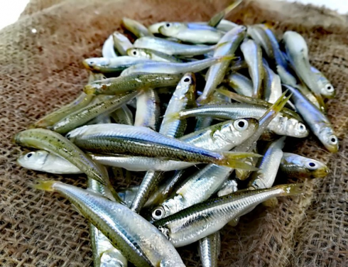 Scoperta un'alta concentrazione di Pfas nei pesci latterini surgelati a marchio Finofish richiamati dalla vendita