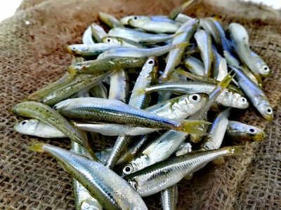 Scoperta un'alta concentrazione di Pfas nei pesci latterini surgelati a marchio Finofish richiamati dalla vendita