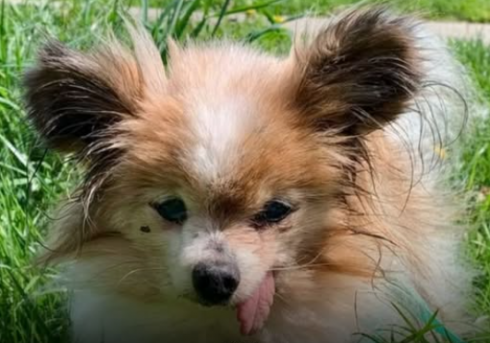 Lazzaro, il cane più vecchio del mondo è morto all'età di 30 anni