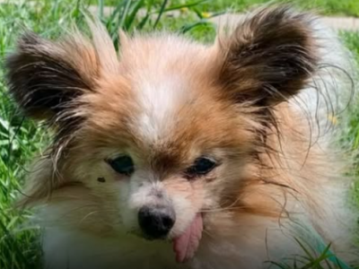 Lazzaro, il cane pi&ugrave; vecchio del mondo &egrave; morto all'et&agrave; di 30 anni