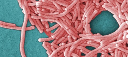 legionella legionella