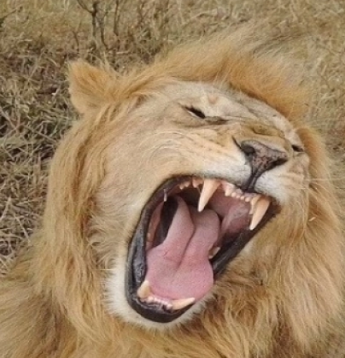 Africa: uomo sbranato da un leone mentre era fuori per una passeggiata notturna