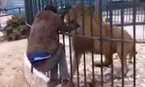 Video shock dallo zoo di Dakar: leone quasi strappa il braccio del custode. 