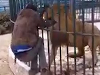 Video shock dallo zoo di Dakar: leone quasi strappa il braccio del custode. 