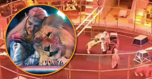 Il leone di 200 kg attacca il domatore durante lo spettacolo al circo