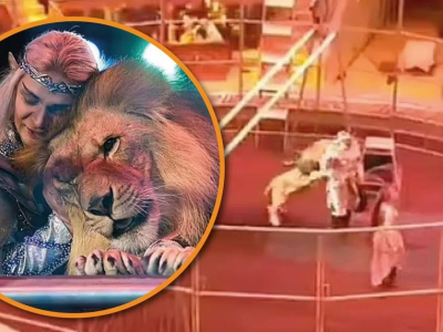 Il leone di 200 kg attacca il domatore durante lo spettacolo al circo