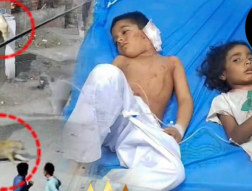 Terrore in Pakistan, leone domestico scappa in strada e attacca mamma e figli – Il video