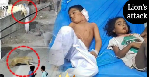Terrore in Pakistan, leone domestico scappa in strada e attacca mamma e figli – Il video