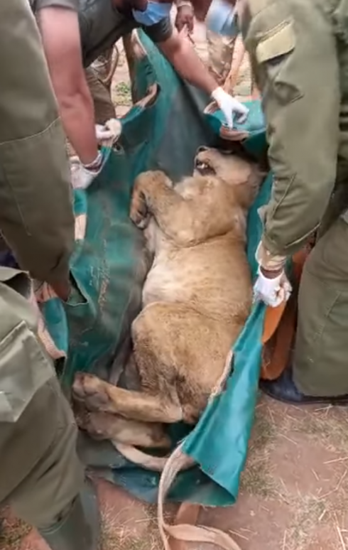 Il leone scappa dal parco nazionale e semina il panico: ecco il video della cattura