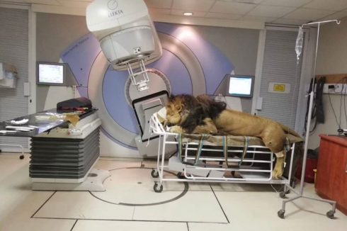 Sudafrica: leone con tumore alla pelle curato con la radioterapia in ospedale per umani