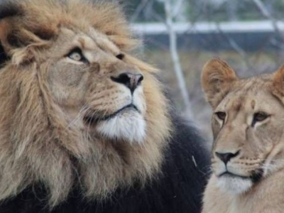 La leonessa apre la propria gabbia e sbrana il custode dello zoo