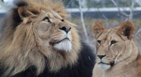 La leonessa apre la propria gabbia e sbrana il custode dello zoo
