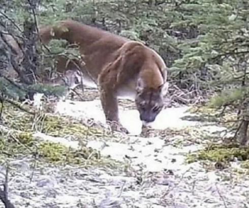 Attacco mortale. Un uomo morto trovato sulla montagna, accanto a lui un animale accucciato: 'Non succedeva da 20 anni'