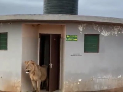 E improvvisamente un leone ti viene incontro dalla toilette – VIDEO