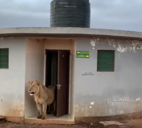 E improvvisamente un leone ti viene incontro dalla toilette – VIDEO