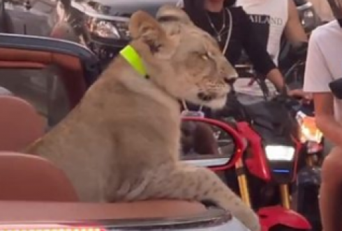 Tailandia: a spasso in auto con un leone