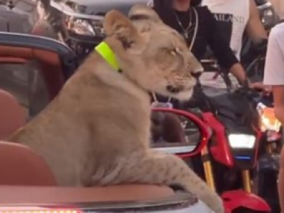 Tailandia: a spasso in auto con un leone