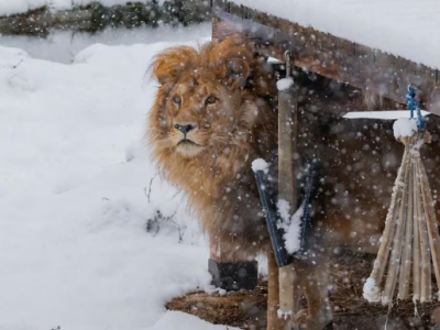 Leone rinchiuso in una gabbia per divertire i clienti di un ristorante ora libero si rotola sulla neve del santuario degli orsi a Pristina – Il video