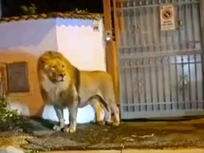 Ladispoli, allarme rientrato, catturato il leone fuggito dal circo – Il video