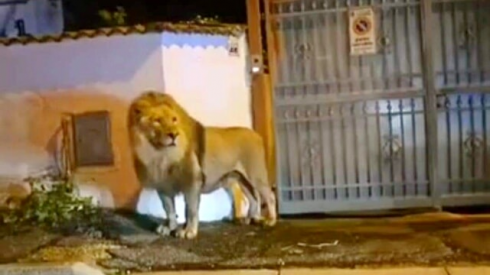 Ladispoli, allarme rientrato, catturato il leone fuggito dal circo – Il video