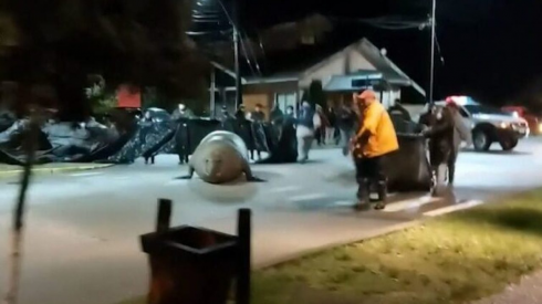 Un elefante marino a spasso per la città in Cile semina il caos - VIDEO