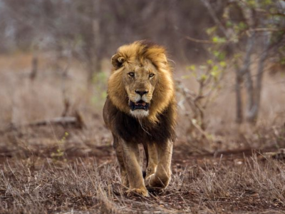 Donna, 21 anni, uccisa dai leoni dopo essere entrata nel recinto della riserva di caccia. 