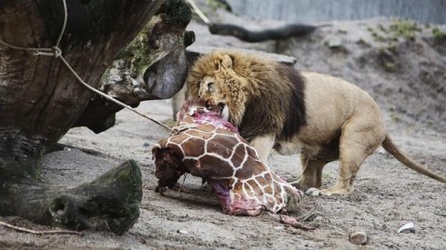 leone mangia la giraffa Marius  zoo copenaghen