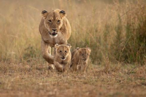 India, leonessa uccide bimbo di cinque anni