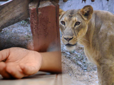 Thailandia, leonessa scappa e aggredisce un bambino mentre gioca con gli amici