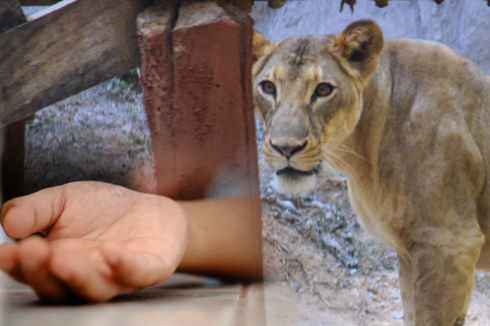 Thailandia, leonessa scappa e aggredisce un bambino mentre gioca con gli amici