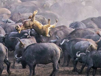 Leonessa contro bufali e diventa lei stessa la preda. Nel video ecco chi vince. 