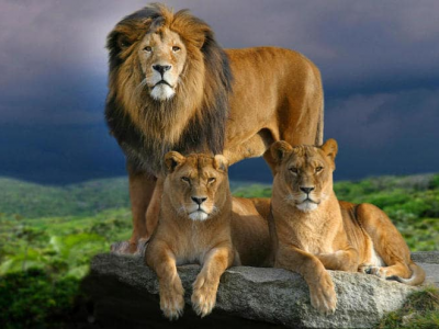 Tre leoni in fuga sono stati abbattuti