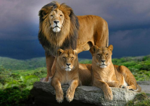 Dieci leoni muoiono in una riserva naturale in Tanzania per un sospetto avvelenamento