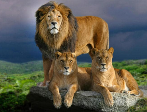 Dieci leoni muoiono in una riserva naturale in Tanzania per un sospetto avvelenamento