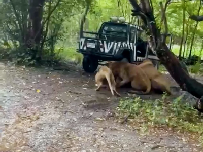 Thailandia, guardiano dello zoo attaccato e fatti a pezzi da un branco di leoni