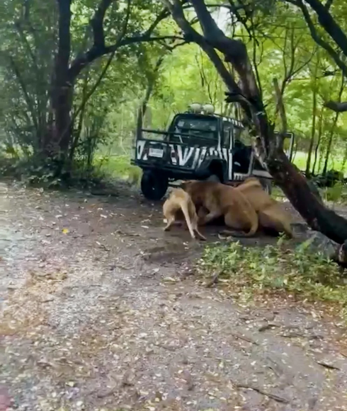 Thailandia, guardiano dello zoo attaccato e fatti a pezzi da un branco di leoni