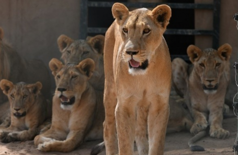 Cinque leoni scappano dal loro recinto in uno zoo australiano, terrore tra la popolazione