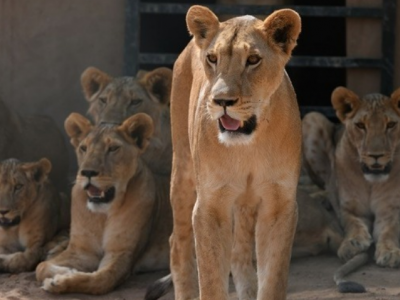 Cinque leoni scappano dal loro recinto in uno zoo australiano, terrore tra la popolazione