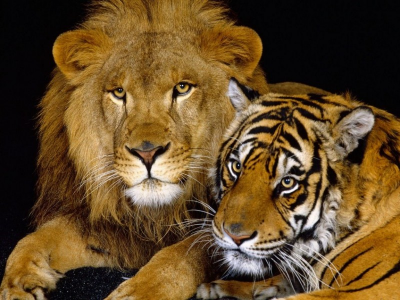 Zoo di Washington, leoni e tigri hanno contratto il Covid.
