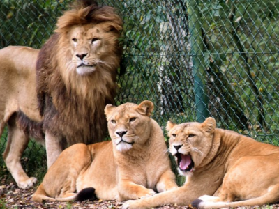 Germania: due leoni attaccano un custode degli animali nel Parco del Serengeti
