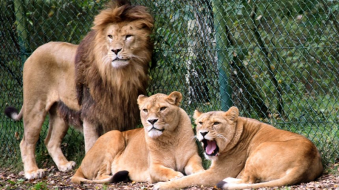 Germania: due leoni attaccano un custode degli animali nel Parco del Serengeti