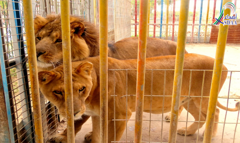 Visita mortale allo zoo: il leone sbrana un bambino di sei anni