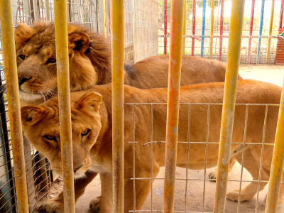 Visita mortale allo zoo: il leone sbrana un bambino di sei anni