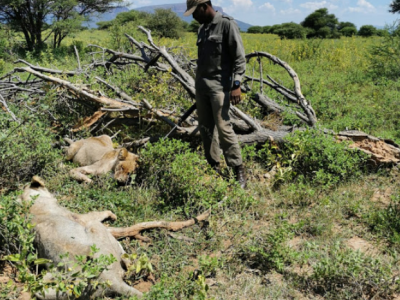Sudafrica, muore sbranato dai leoni. 
