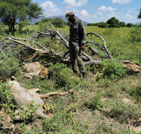 Sudafrica, muore sbranato dai leoni. 