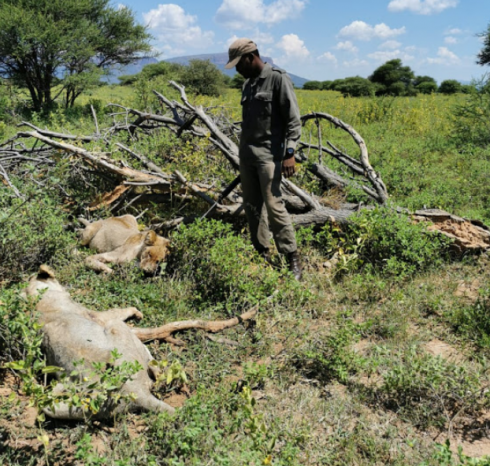 Sudafrica, muore sbranato dai leoni.
